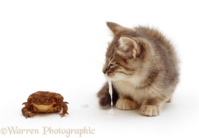 Kitten salivating after tasting a toad
