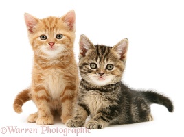 Ginger and tabby kittens