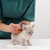 Kitten receiving its primary vaccination