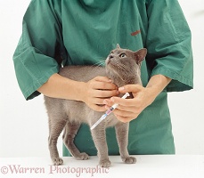 Vet holding cat about to be given booster vaccination