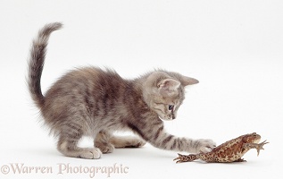 Blue tabby kitten playing with a toad