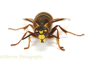 Median Wasp queen