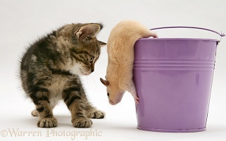 Tabby kitten with hamster in a metal bucket