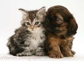 Cavazu puppy with tabby Maine Coon kitten