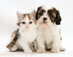 Cavazu puppy with Maine Coon kitten