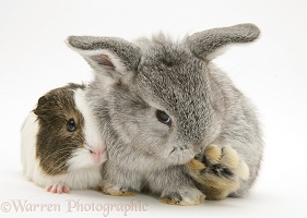 Baby silver Lop rabbit with agouti-and-white Guinea pig