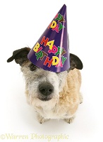 Terrier-cross dog wearing a birthday hat