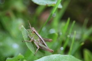 Common Field Grasshopper nymph in rain