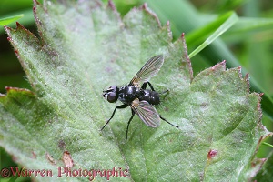 Small fly on a leaf