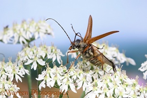 Longhorn Beetle taking off