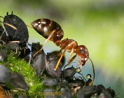 Ant collecting honeydew from aphids