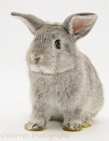 Young silver Lop rabbit