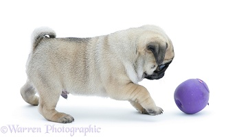 Silver Pug pup, 7 weeks old, playing with a squeaky ball