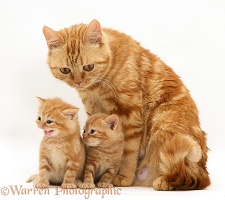 Ginger British Shorthair mother cat and kittens