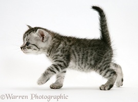 Silver striped tabby kitten