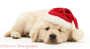 Golden Retriever pup wearing a Santa hat