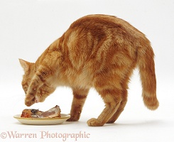 Ginger cat covering a dish of pilchards