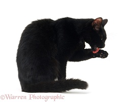 Black cat licking her paw