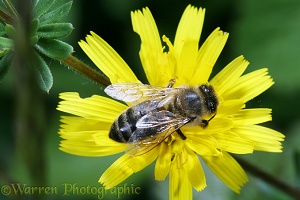 Honey Bee on hawkweed