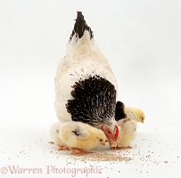 Bantam pointing to show her week-old chicks food