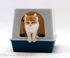 Ginger-and-white kitten coming out of his igloo litter tray
