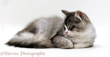 Sleepy Silver Bicolour Chinchilla-cross cat