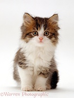 Cute Calico kitten