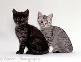 Two British shorthair smoke and silver spotted kittens