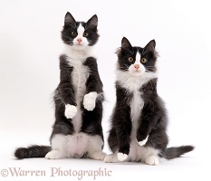 Two black-and-white kittens