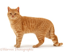 Ginger cat standing
