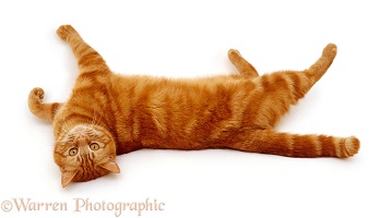 Ginger cat rolling on her back