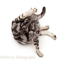 Silver tabby cat 'funnel-grooming'