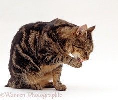 Manx cat washing a paw