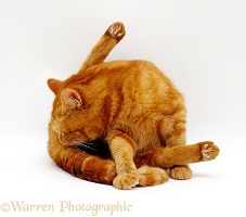 Ginger female cat 'funnel grooming'