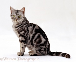 British shorthair silver tabby female cat