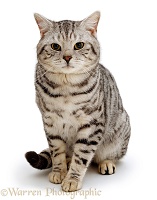 Silver spotted tabby cat