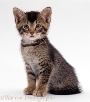 Agouti-tabby male kitten