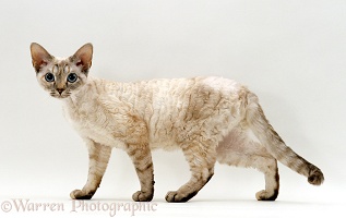 Devon Si-Rex female cat