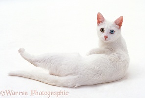 Odd-eyed white cat lying down