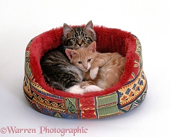 Two kittens in in a soft cat bed