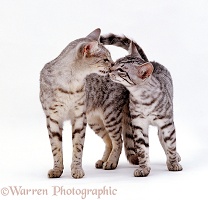 Egyptian Mau cats sniffing noses