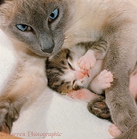 Siamese female cat, with single kitten