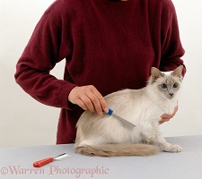 Long-haired Balinese female cat being groomed by handler