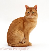 Red Burmese male cat