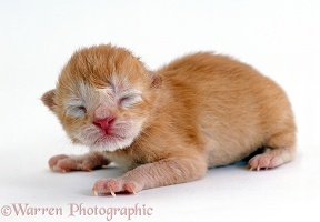 Ginger kitten, 1 day old