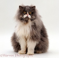 Blue bicolour Persian male cat