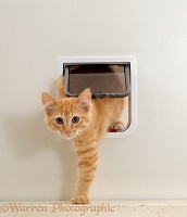 Ginger kitten coming through a catflap