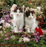 Black-and-white kittens, 9 weeks old, among flowers