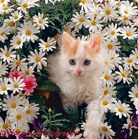 Turkish Van kitten among white daisies with pink primulas