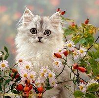 Fluffy silver tabby kitten among flowers